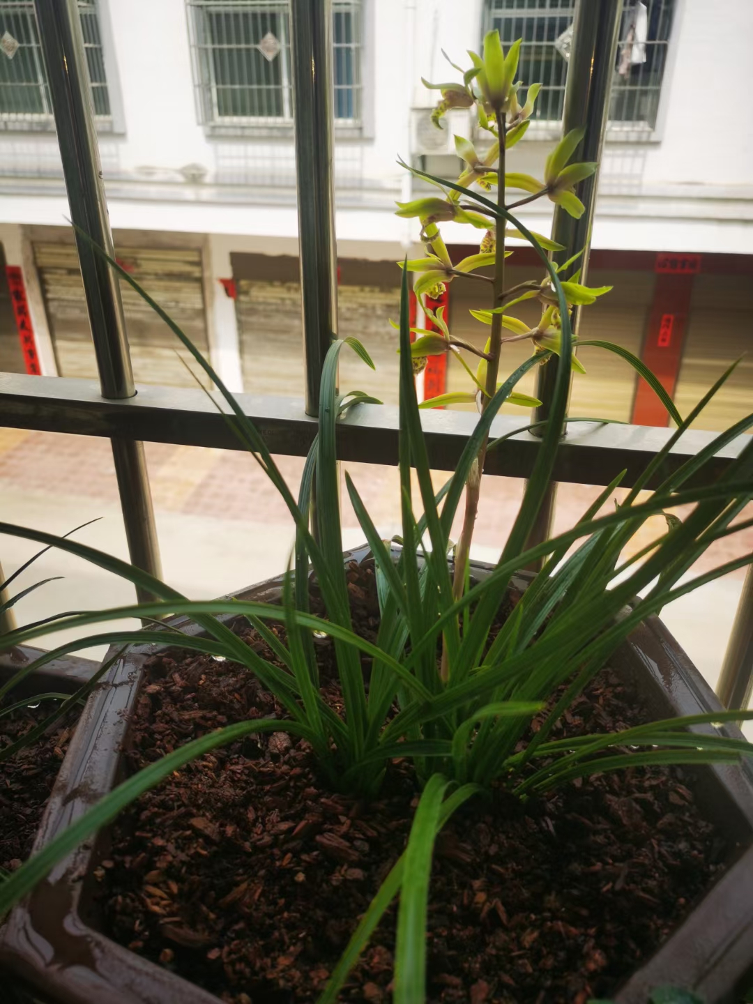 春兰惠兰自然种养浓香型线艺一物一拍