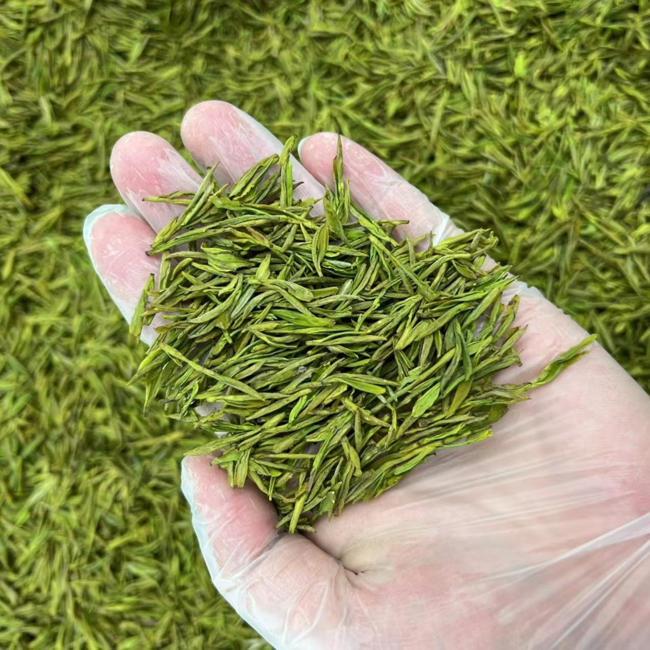 苍峦茶叶2025年 新茶A58款   黄金芽  二采 小芽  黄金芽