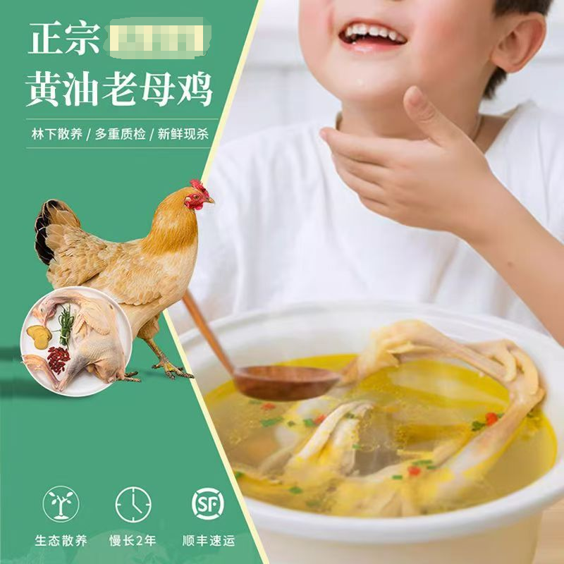 散养黄油老母鸡整鸡炖汤