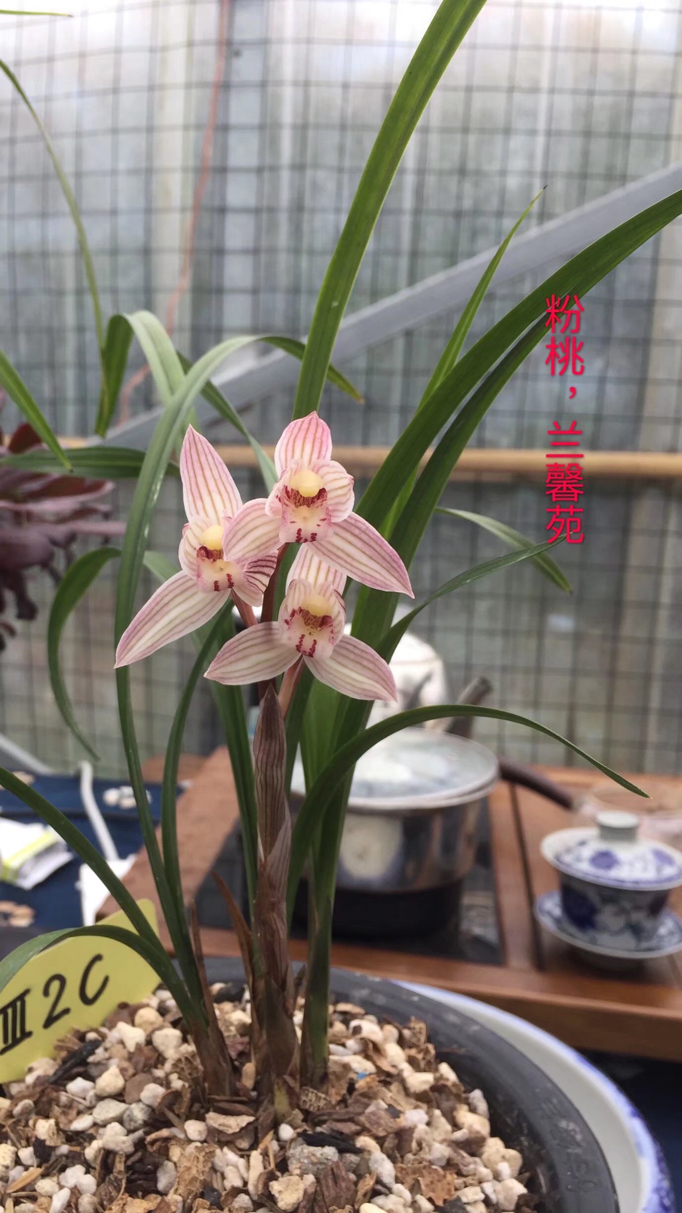 春剑-粉桃，二苗带花苞。湖北自然棚养植。美观粉色春季庭院兰花