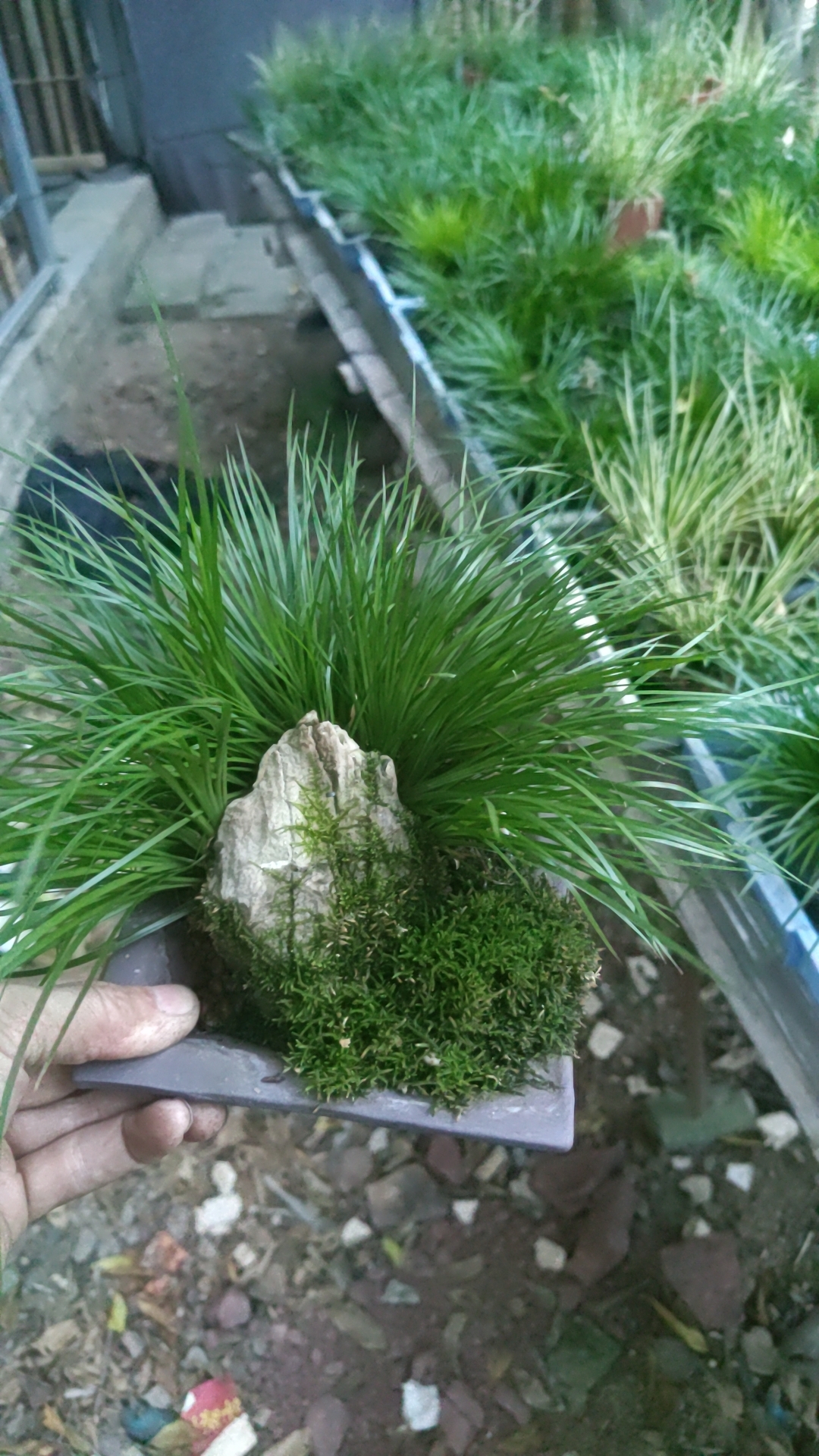 虎须，案头文玩菖蒲。5年桩。自然养植。栽培容易，有水就活花卉