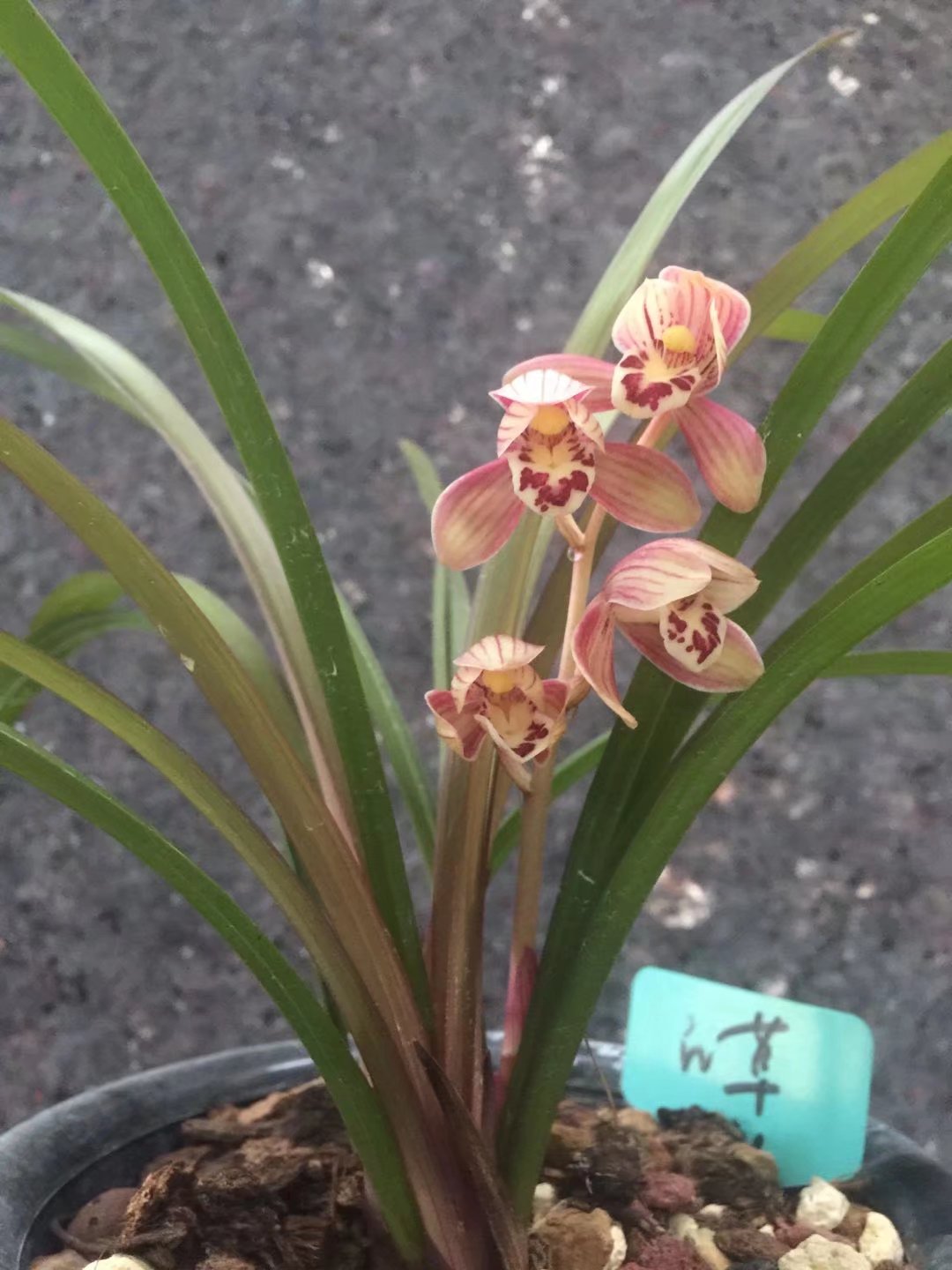 建兰：红草红荷。红花荷瓣浓香型。