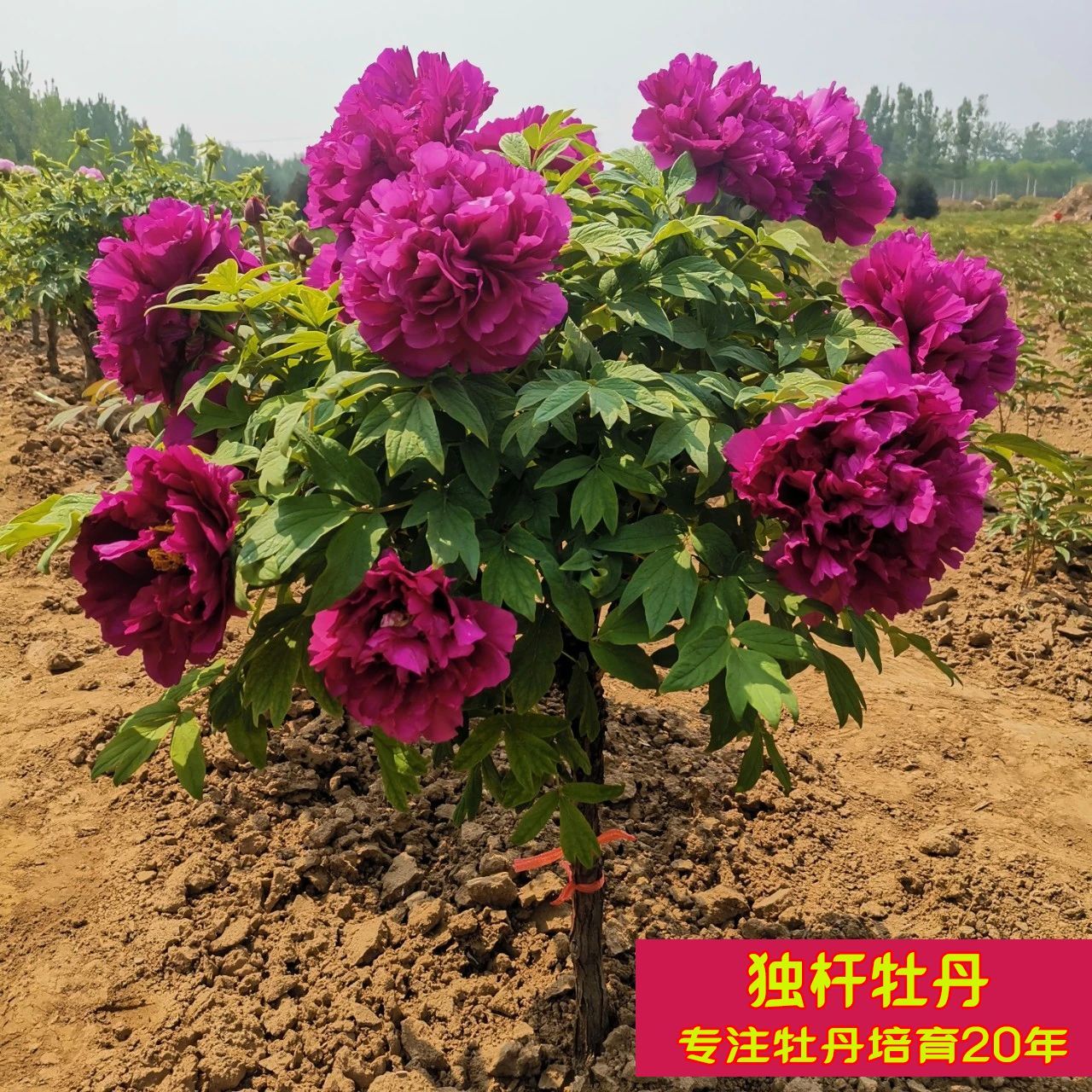 牡丹花苗盆栽原盆原土菏泽正宗观赏重瓣大花室内阳台室外耐寒植物