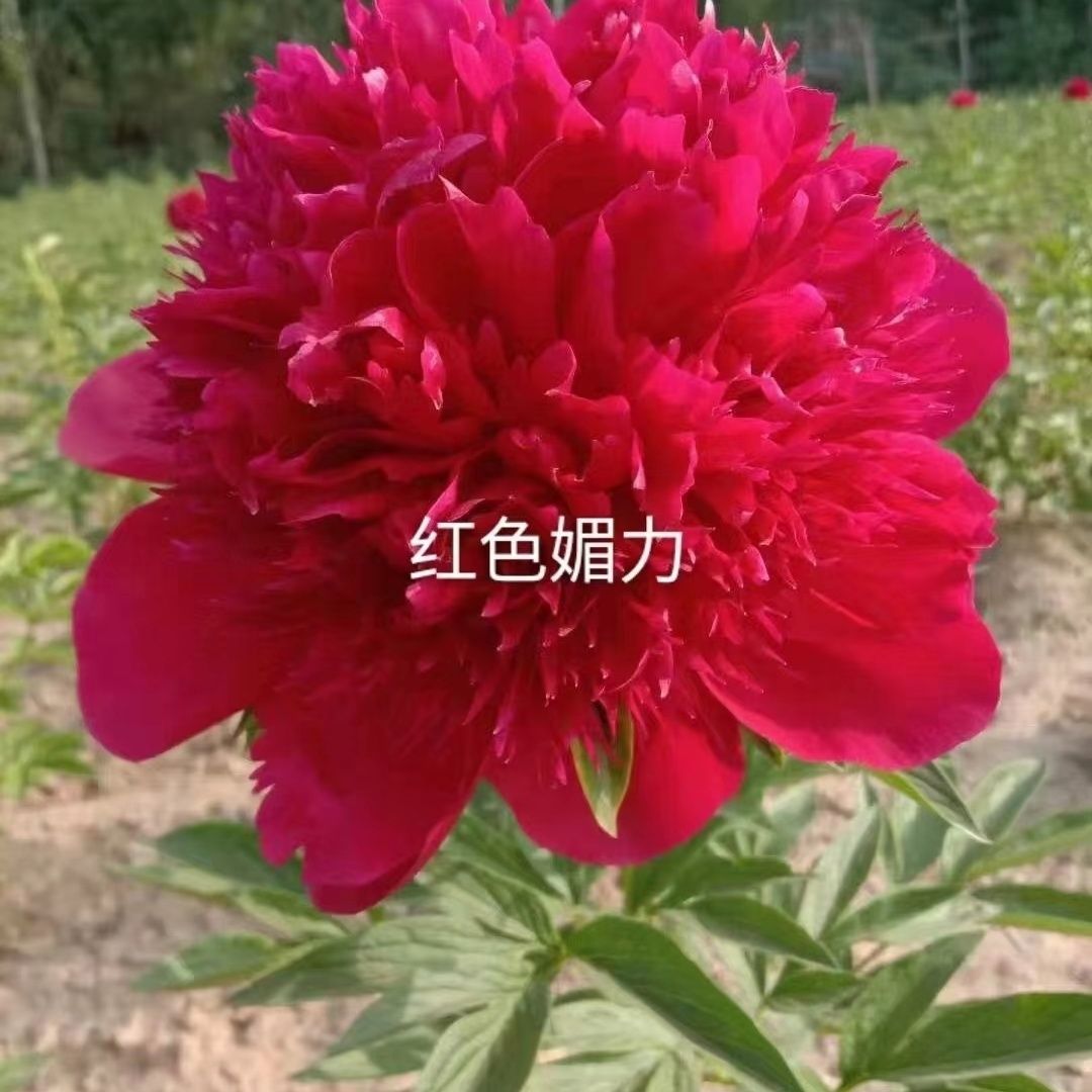 进口芍药红色魅力；秋季发货。