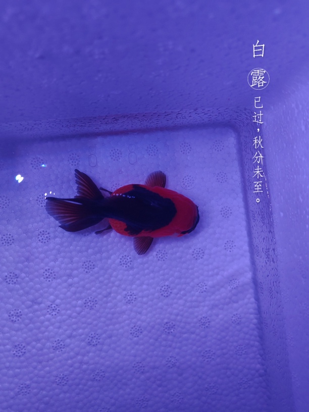 进口玛丽泰狮观赏鱼活体宠物（拍前跟主播沟通好）