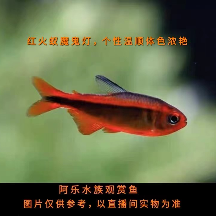 阿乐水族  红火蚁魔鬼灯  小型热带观赏鱼
