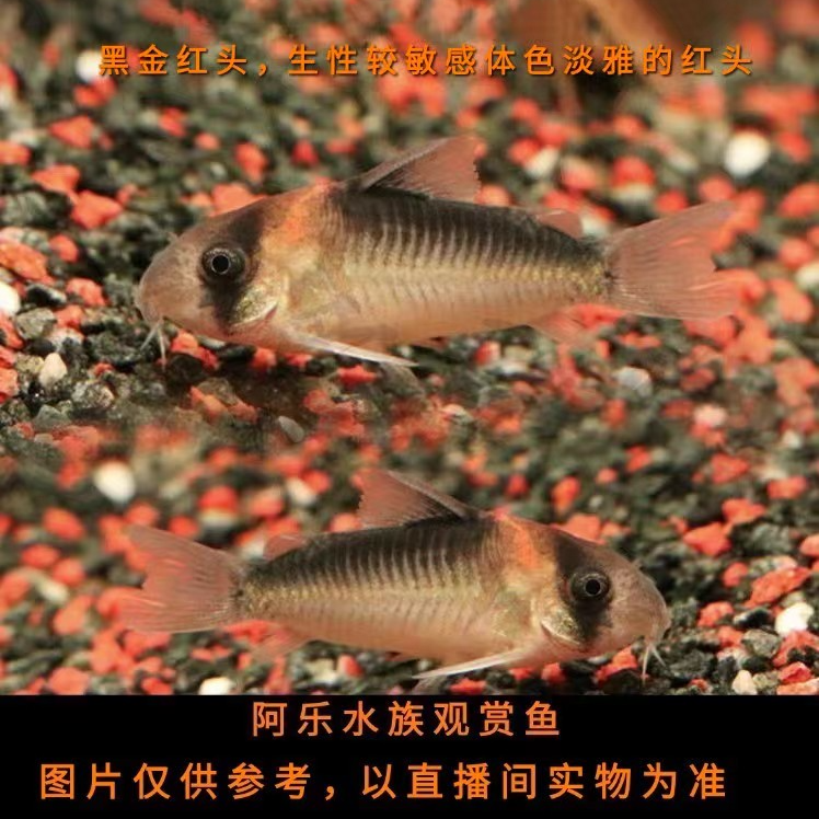阿乐水族  黑金红头  小型热带观赏鱼