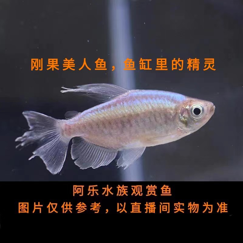 阿乐水族  刚果美人  小型热带观赏鱼