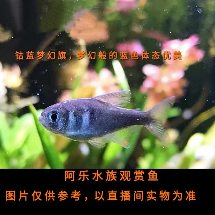 阿乐水族  钴蓝梦幻旗  小型热带小型观赏鱼