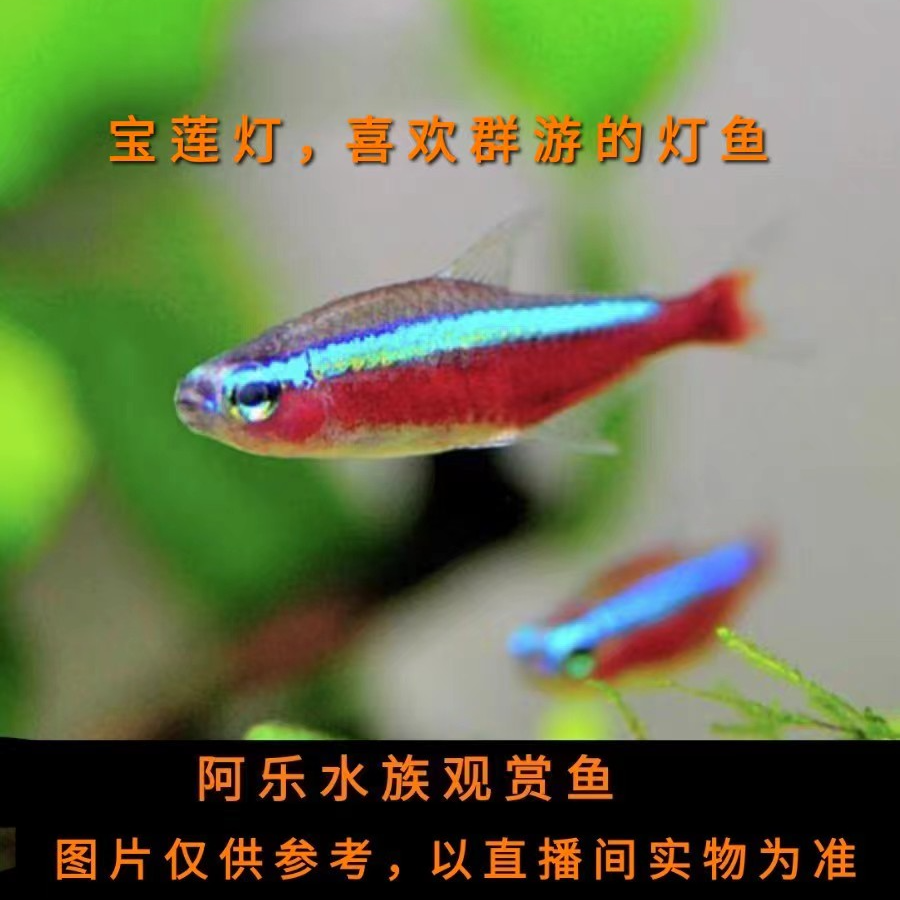 阿乐水族  宝莲灯  小型热带观赏鱼
