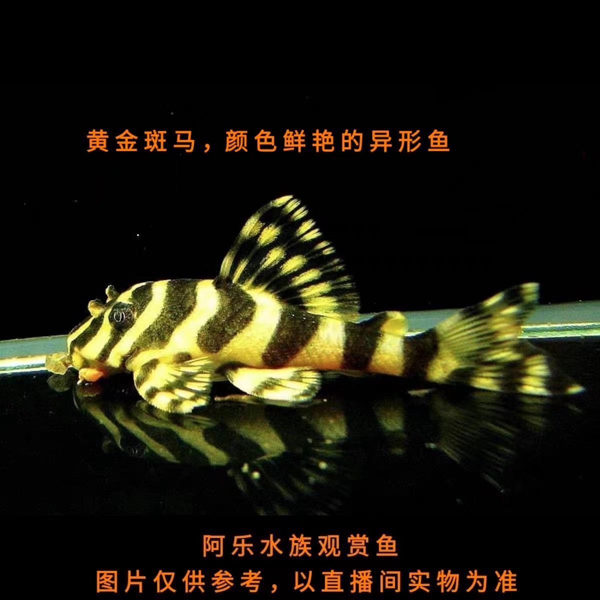 阿乐水族  黄金斑马  异形鱼观赏鱼