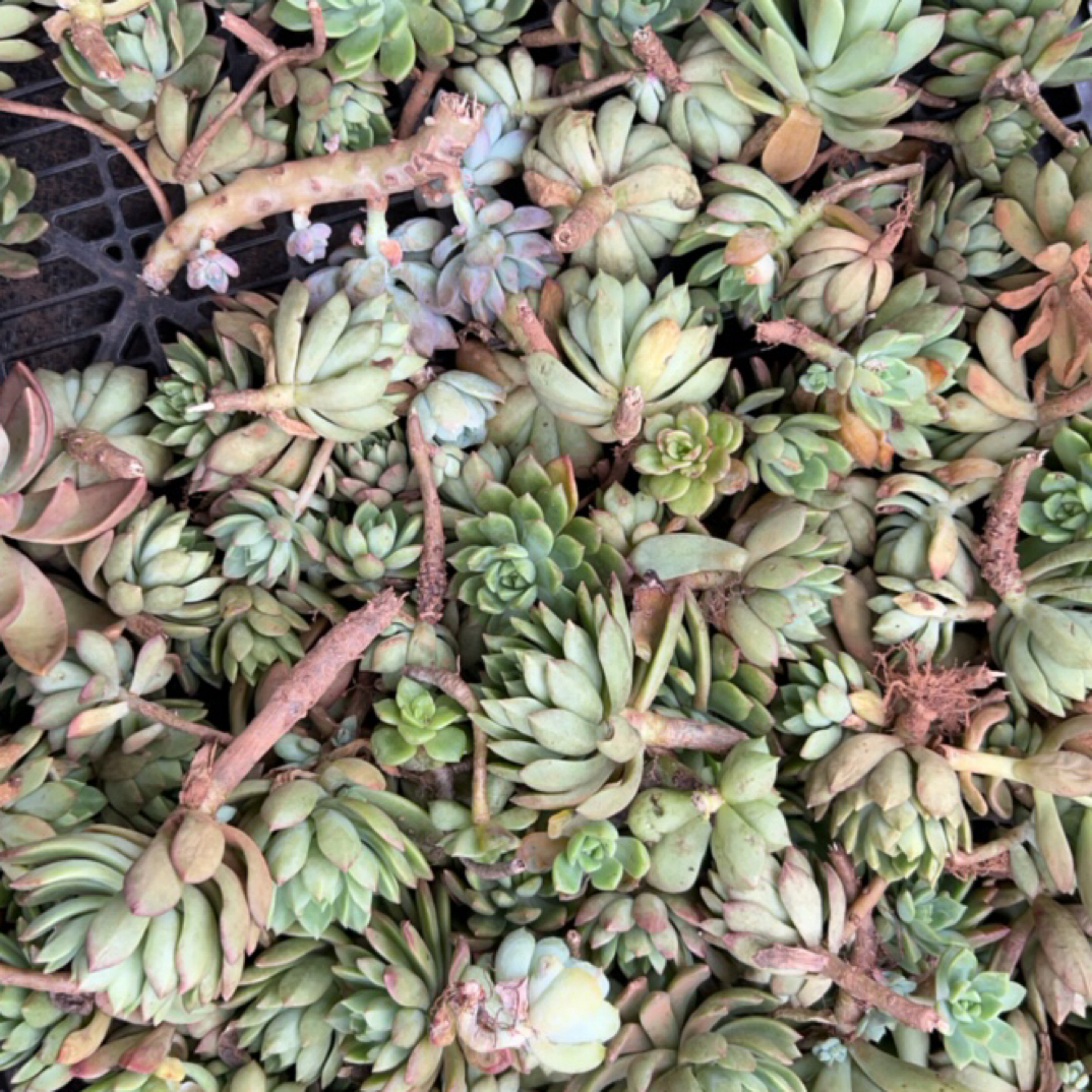 多肉断枝，4号箱一箱，5斤，不售后，品种随机