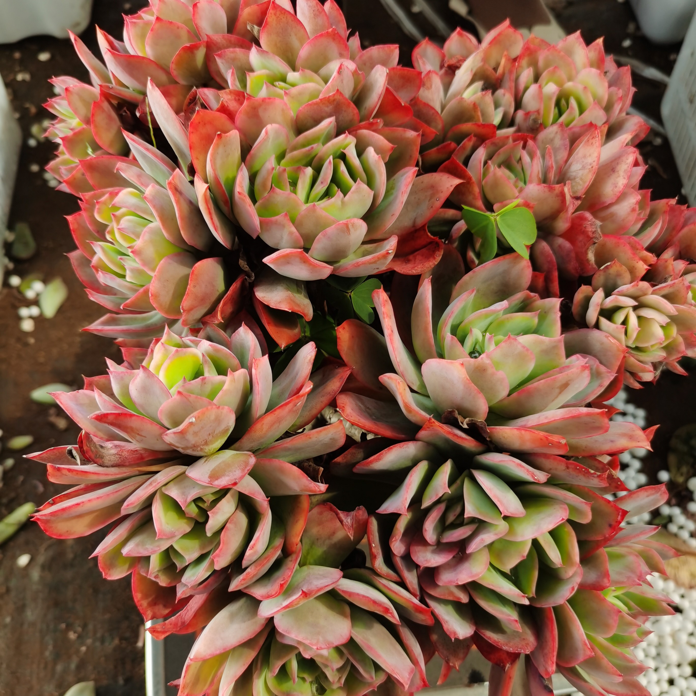 绮罗多肉植物以直播间实物为准