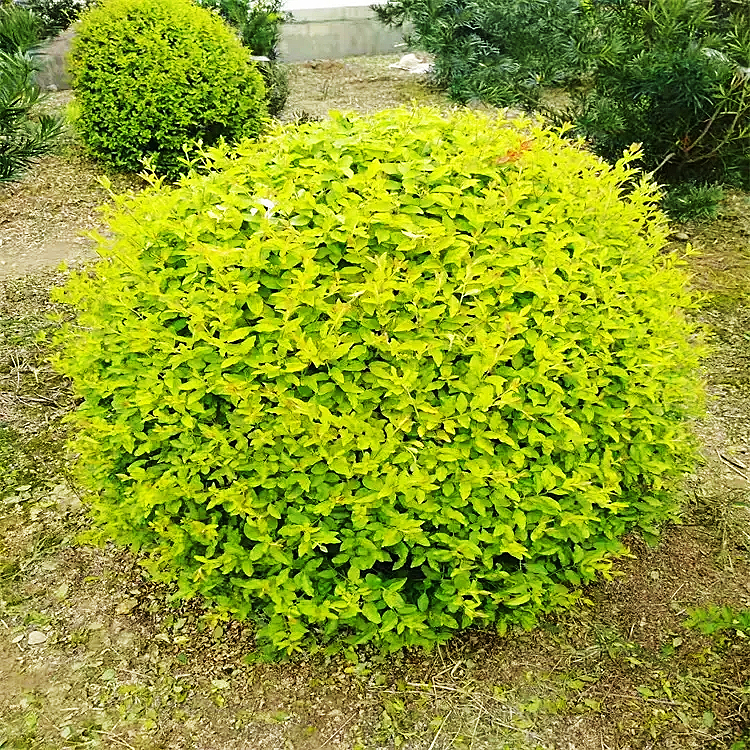 庭院花境植物 黄金球 亮晶女贞 金森女贞 红花继木球 龟甲冬青球