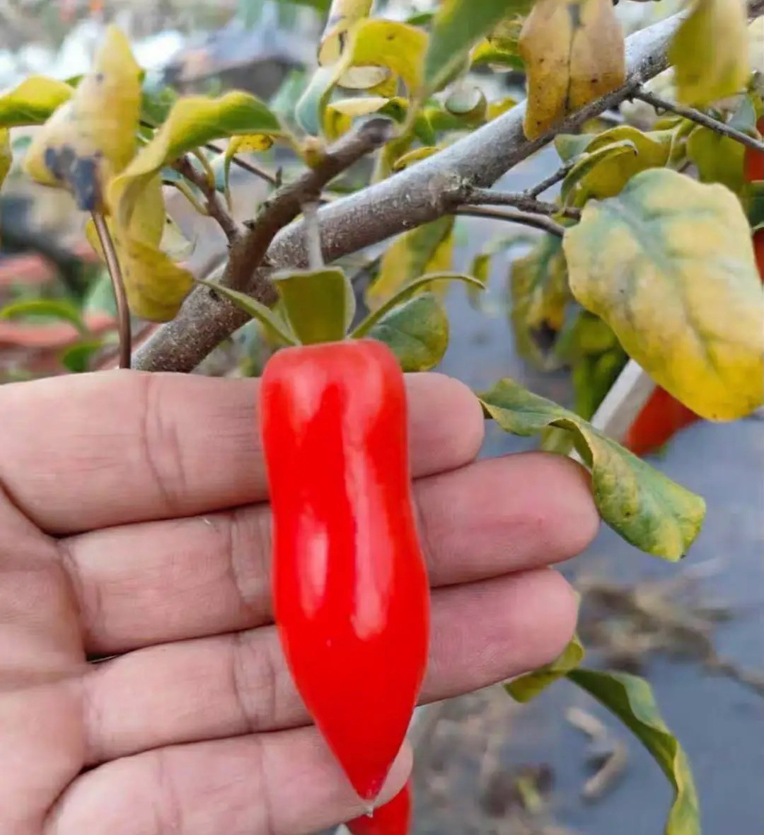 老鸦柿盆景（直播间一物一拍）私拍不发货