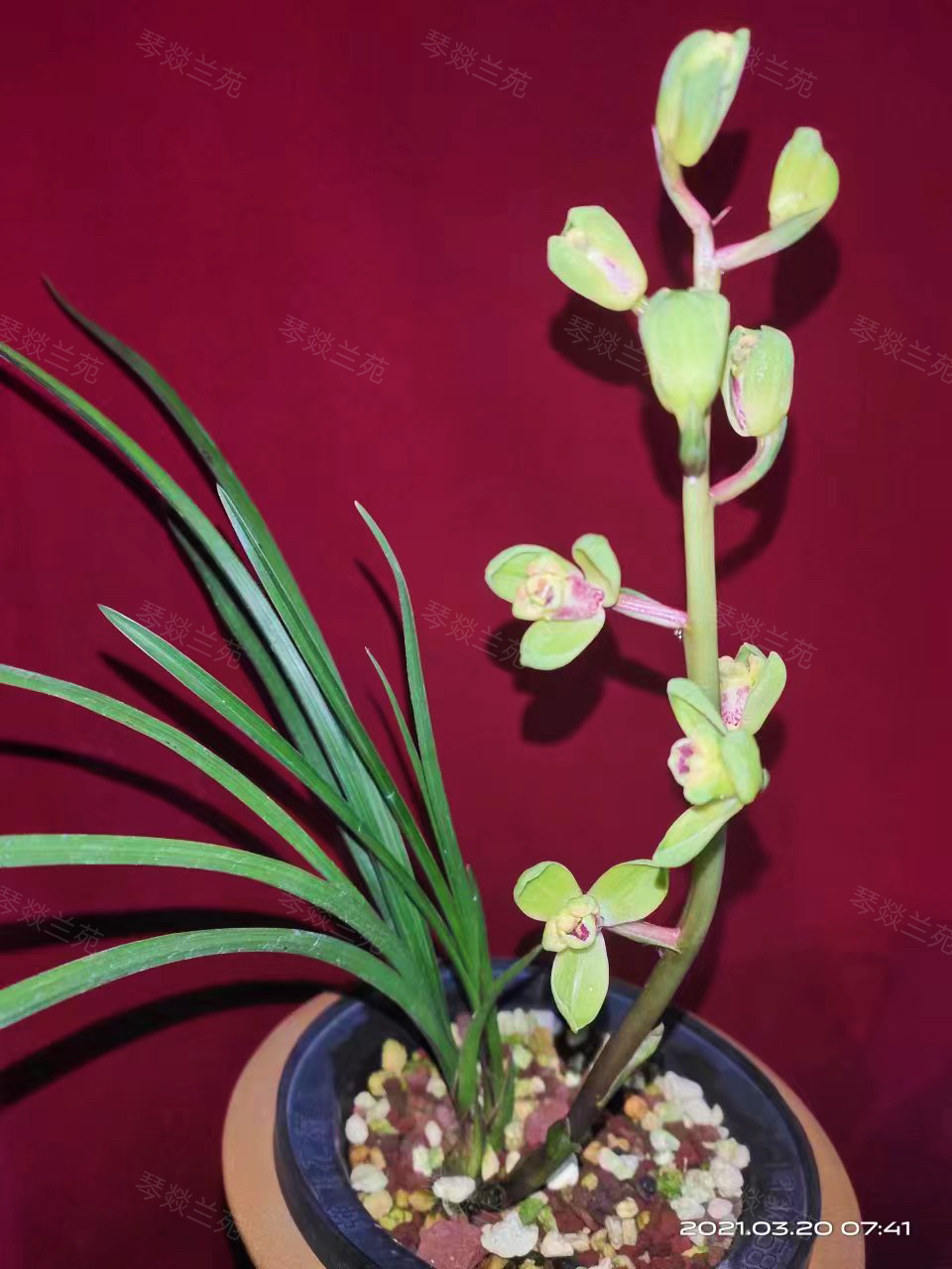 兰花直播间链接 一物一选 中选者付款有效 基地发货