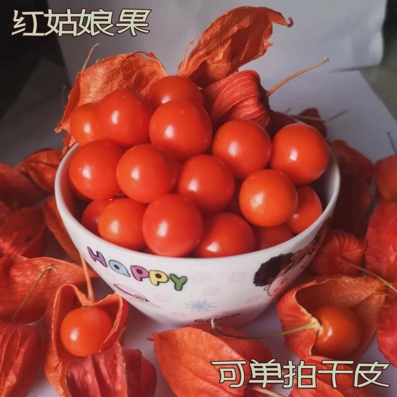 新鲜烘干红姑娘果东北野生中药材特产苦菇娘鸟干皮锦灯笼果挂金灯