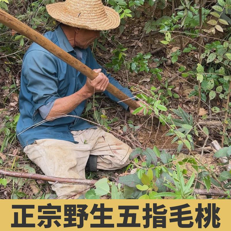 正宗野生五指毛桃切片茯苓茶中药材土茯苓煲汤材料新鲜干货五爪龙