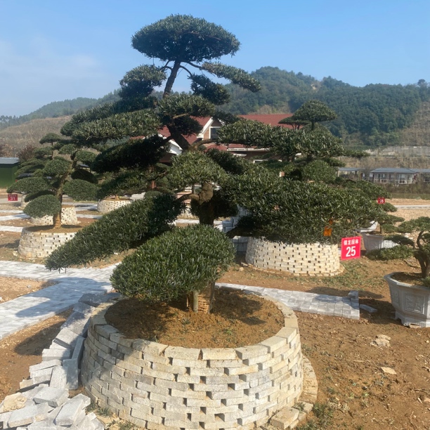 造型罗汉松，直播间专用，非直播间专用请联系客服