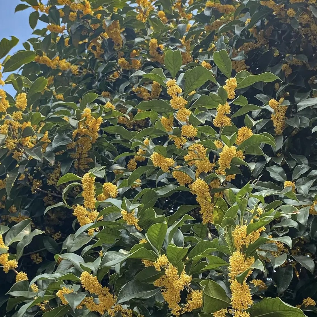 精品八月金桂地栽盆栽阳台庭院绿化浓香型花卉绿植