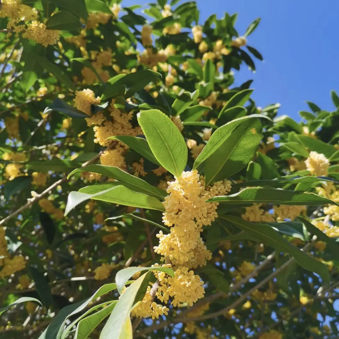原生桂花树自栽自销 金桂四季桂丹桂都有 盆栽地栽，一物一拍链接