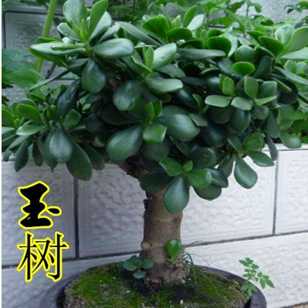 室内防辐射净化空气绿植花卉四季玉树盆栽玻璃翠燕子掌大多肉植物
