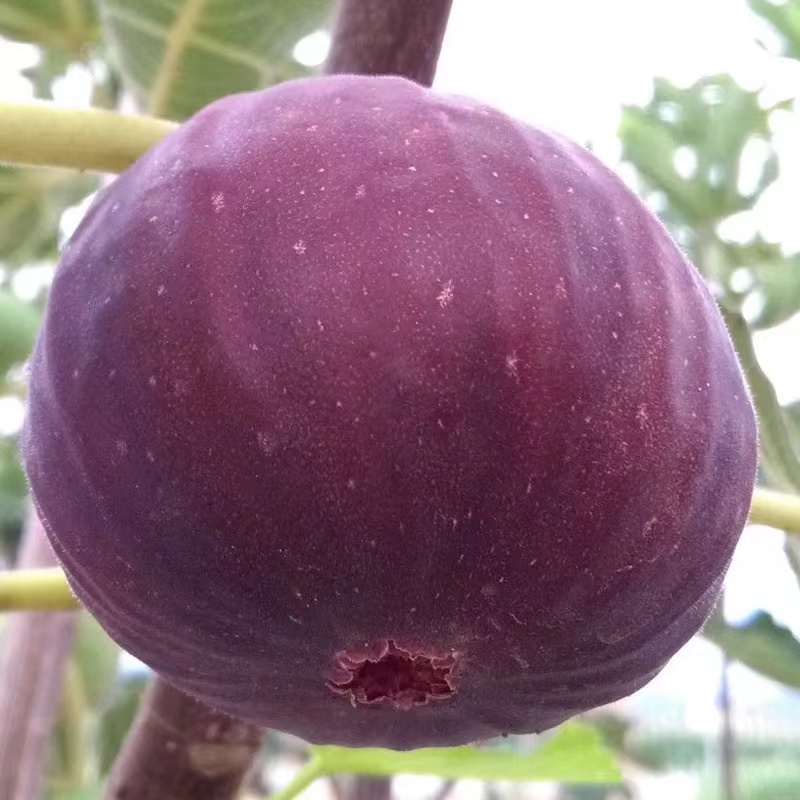 新鲜无花果全年鲜摘大熟果云南孕妇应季水果