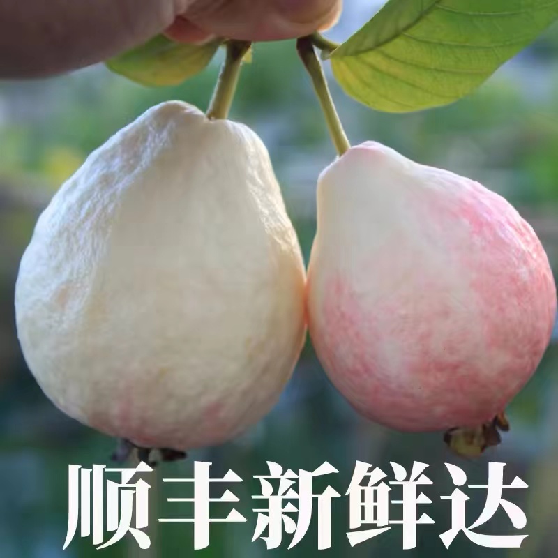 广东本地胭脂红番石榴3斤礼盒应季水果新奇红心白肉软糯香甜芭乐