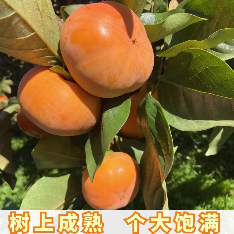 正宗云南巧克力脆柿子新鲜水果硬甜脆柿子10斤大果孕妇当季整箱装