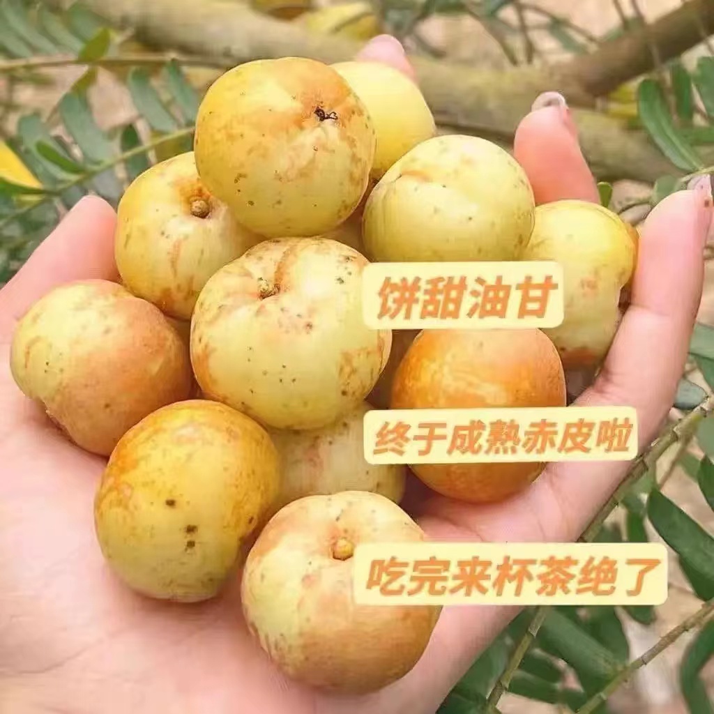 潮汕油柑王新鲜柿饼甜油甘果甜种油甘余甘水果丙甜油柑冰糖甜油甘