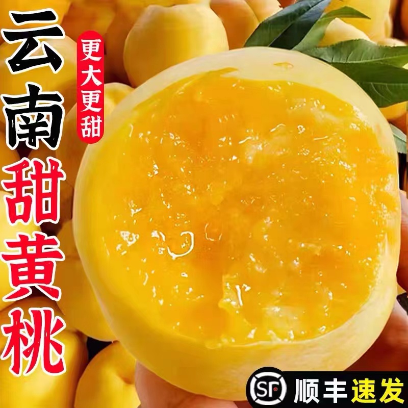 云南高山精品黄桃现摘新鲜水果当季大东桃子黄肉脆甜蜜桃整箱顺丰