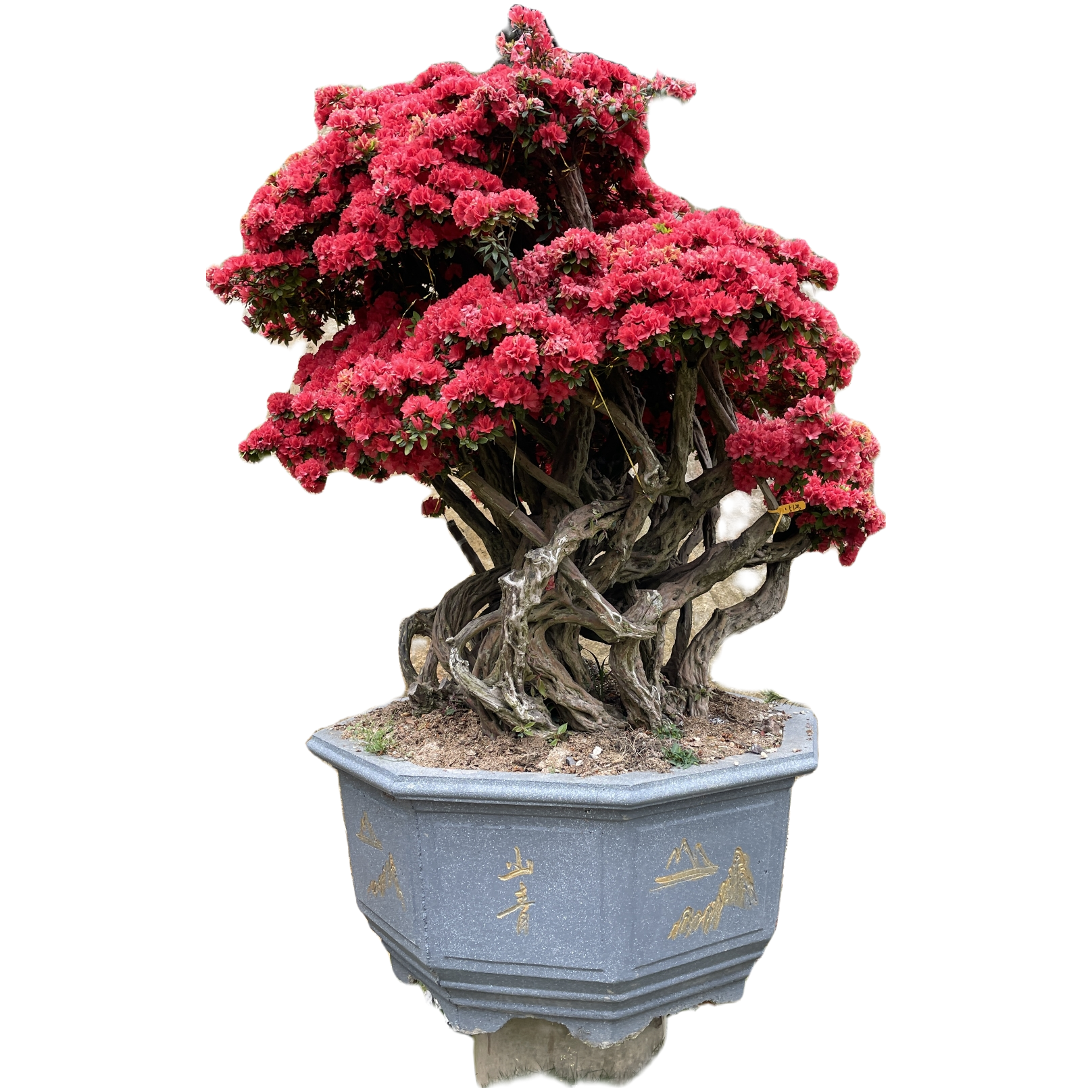 杜鹃盆景一物一拍丹东红