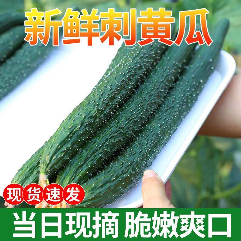 黄瓜新鲜自种青瓜带刺水果黄瓜应季水果新鲜黄瓜新鲜蔬菜爽口美味