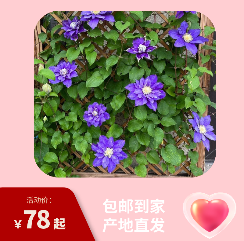 春莱俏 铁线莲盆景大苗庭院阳台盆栽绿植夏季养护观赏耐寒