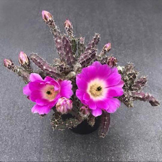 特价红花大花美花角鹿角柱新手好养室内外植物花很大天然办公室