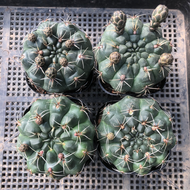 绯花玉仙人球尺寸6厘米带花苞一组四颗带盆包邮开花四季