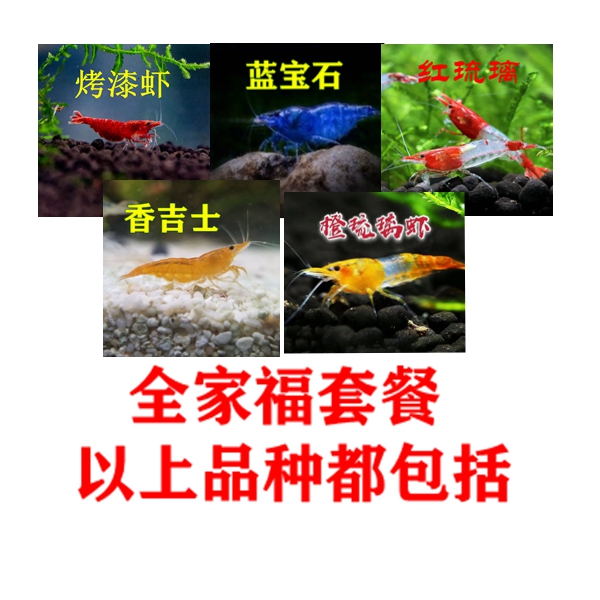 全家福观赏除藻活体虾鱼工具鱼五彩虾观赏虾淡水