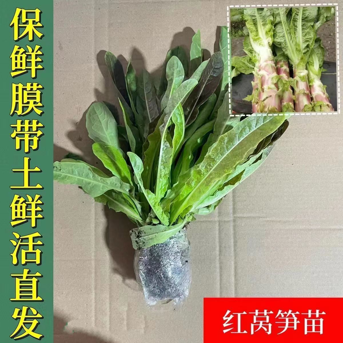 秋冬耐寒莴苣秧苗阳台庭院盆栽种植青皮红皮莴笋苗