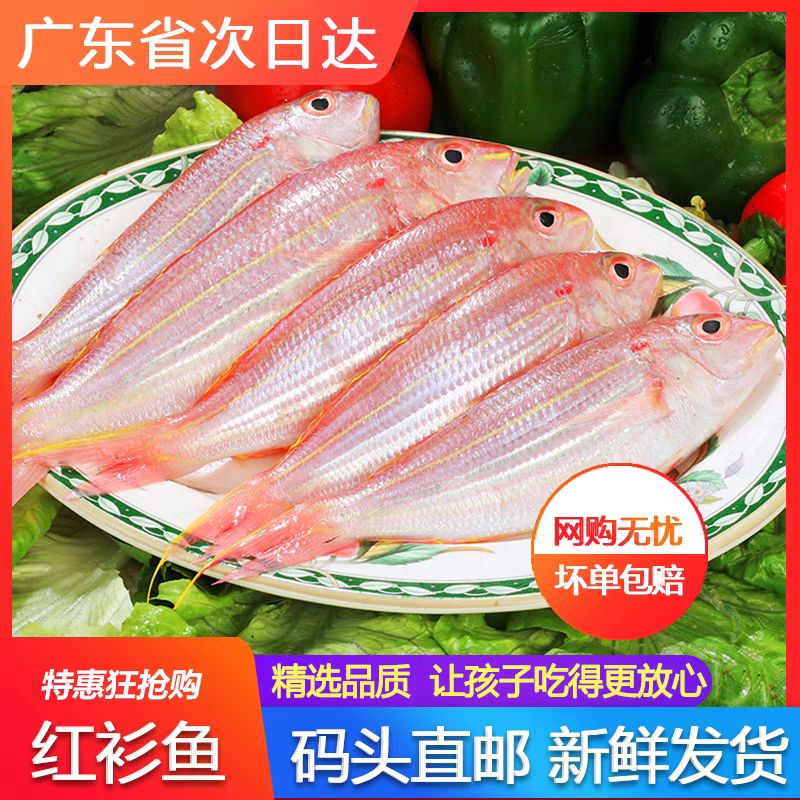 博贺渔港天然红杉3斤起发