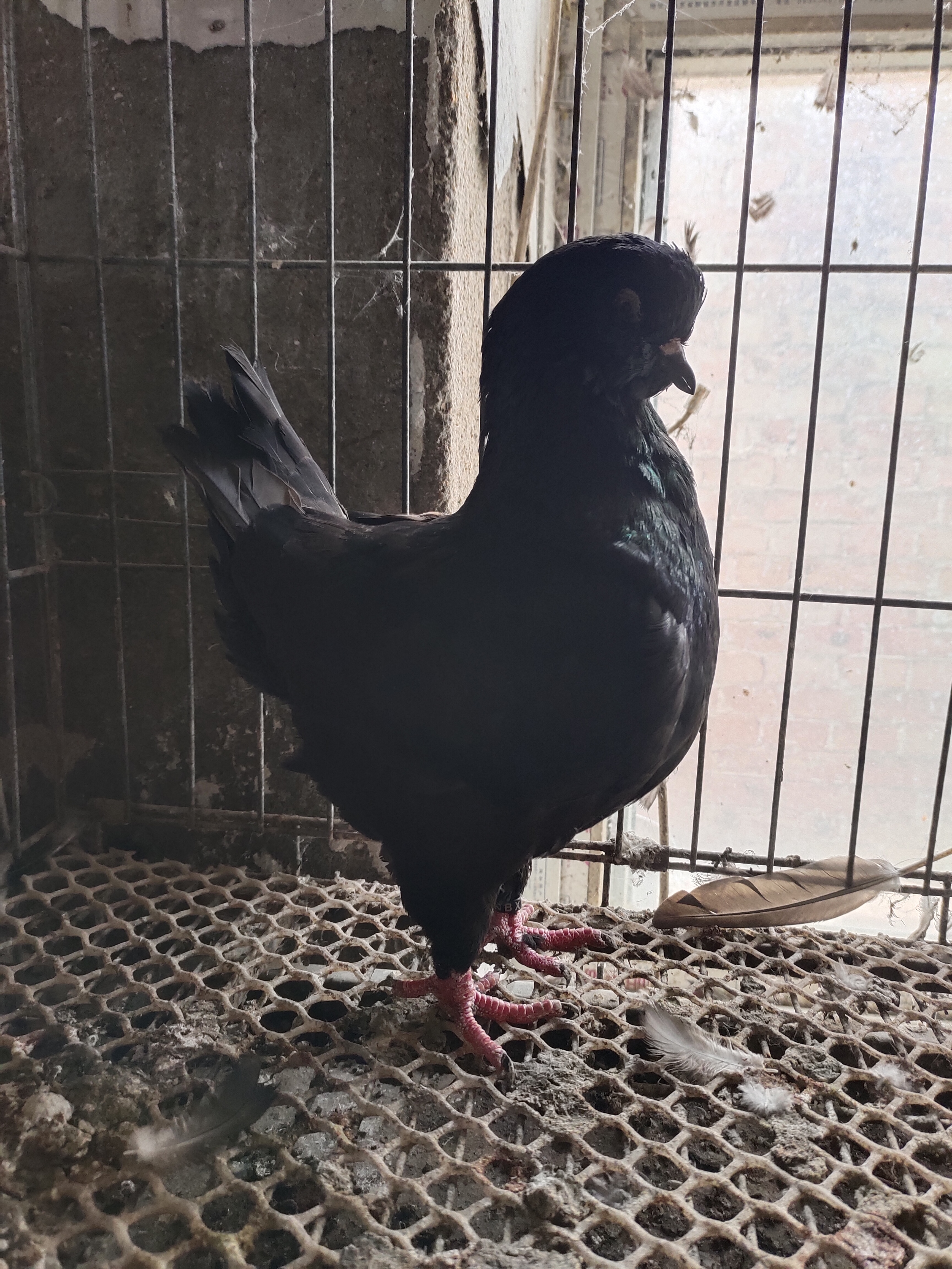 生鲜鸽肉煲汤更营养味道更美味（一物一拍产地直发）