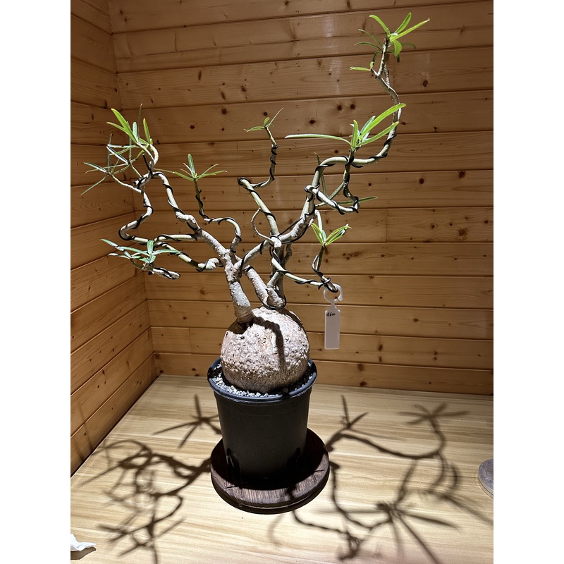 索马里沙漠玫瑰盆景Adenium somalens块根多肉植物盆栽景观花卉