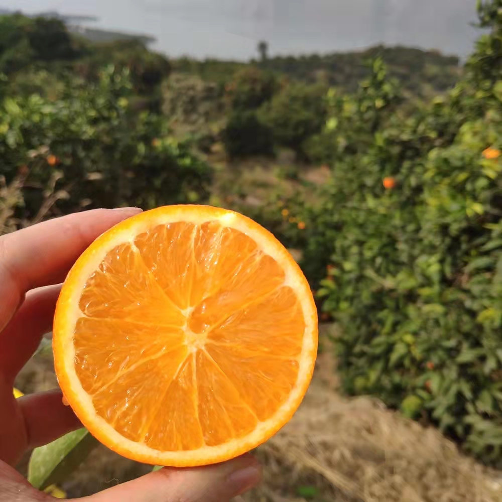 正宗重庆奉节脐橙纽荷尔5斤10斤果园现摘新鲜当季水果带叶采摘