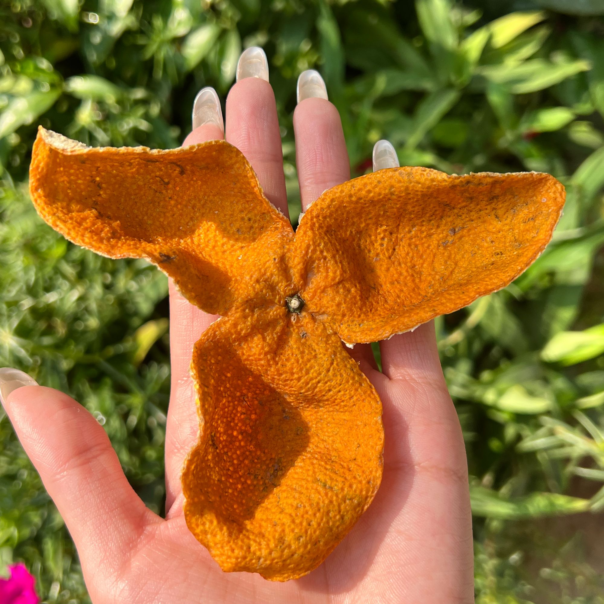 【原枝存皮】2024梅江原枝老树大红皮新会正宗一线产区天然生晒陈皮