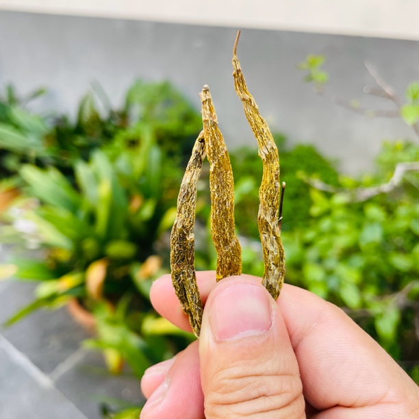 「珍虫石斛」稀有品种中缅边境深山采摘腾冲山货集市收货50克起