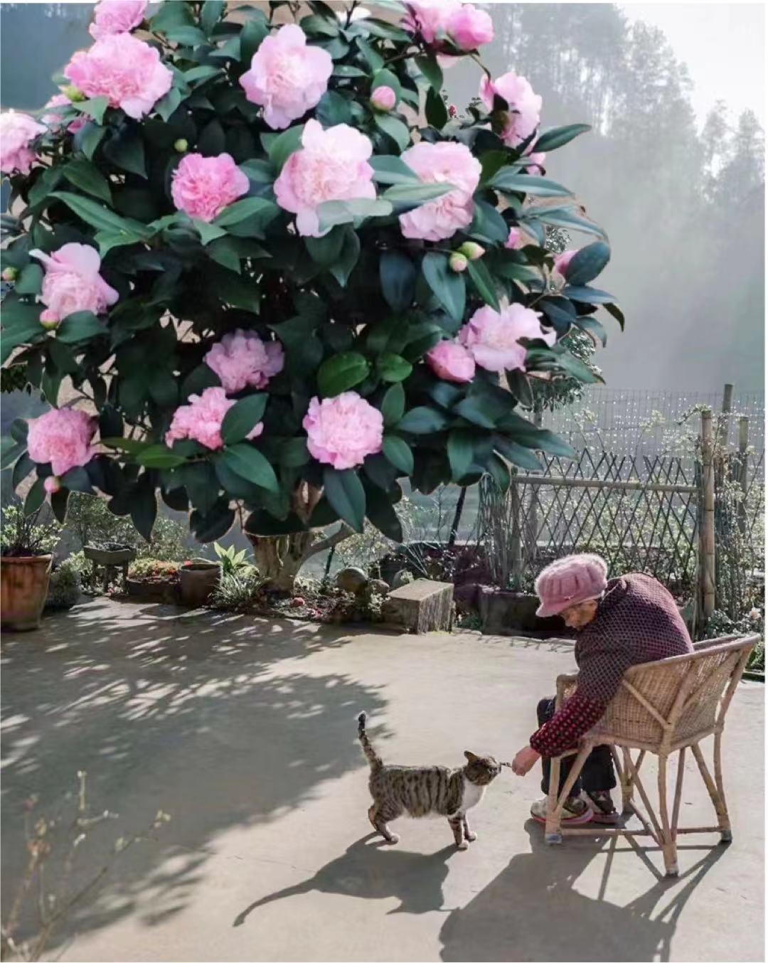 LJ花仙子香妃大花浓香型耐寒耐热