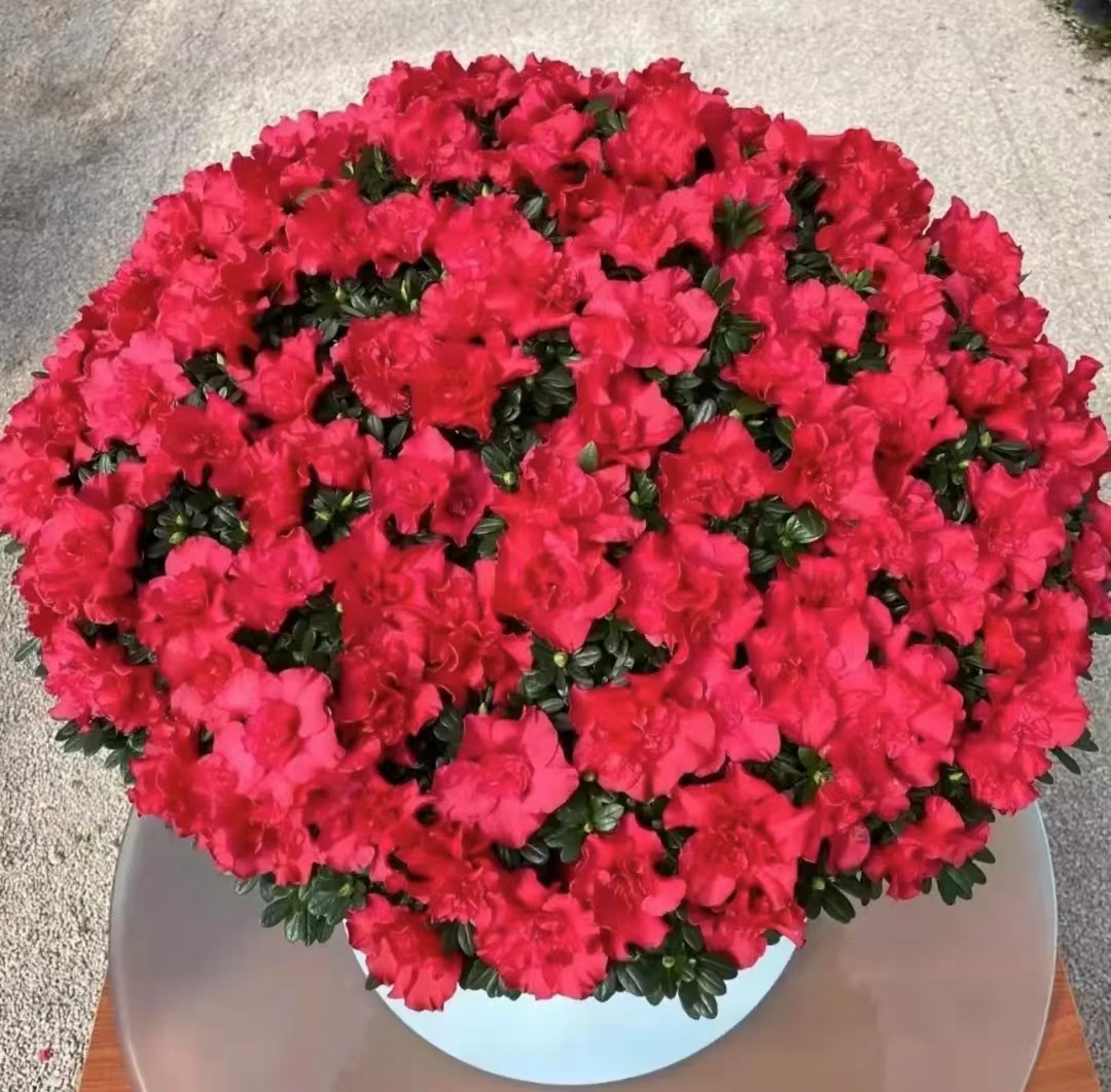 SW杜鹃花盆栽地载耐寒耐热带花带花苞