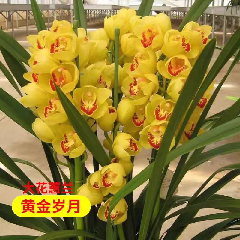 SW精品大花蕙兰黄金岁月多枝花剑阳台客厅办公室养护花香好养活