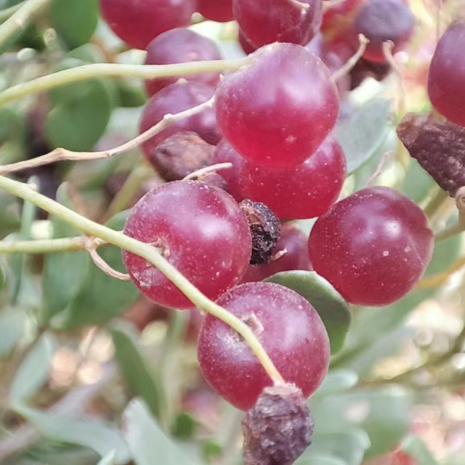 青藏高原特产 草原沙漠 野生白刺果 可搭枸杞