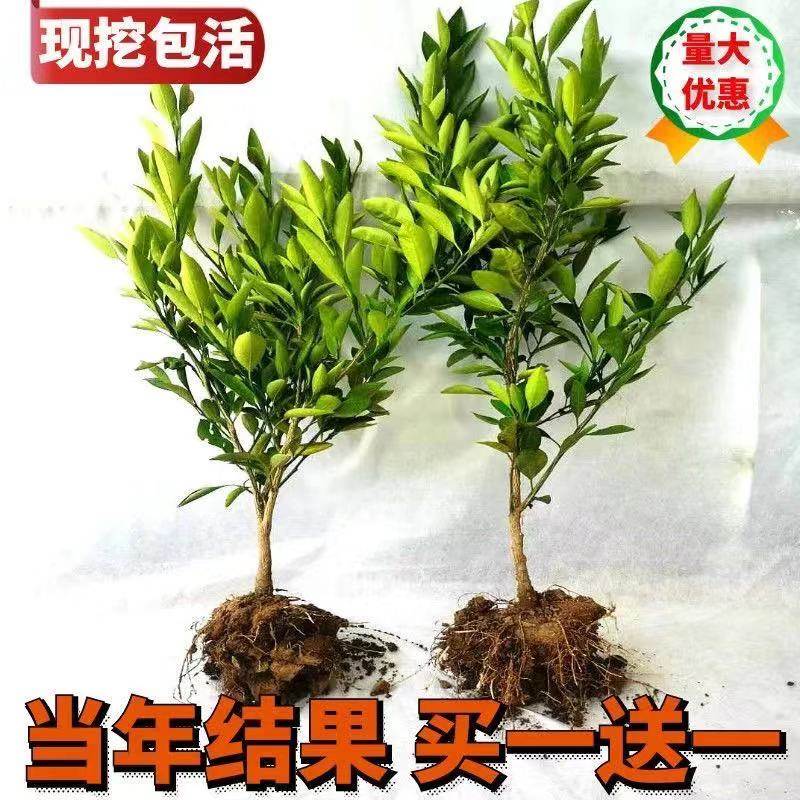 广西砂糖桔子树苗嫁接金葵四会砂糖橘子盆栽果树南方种植当年结果