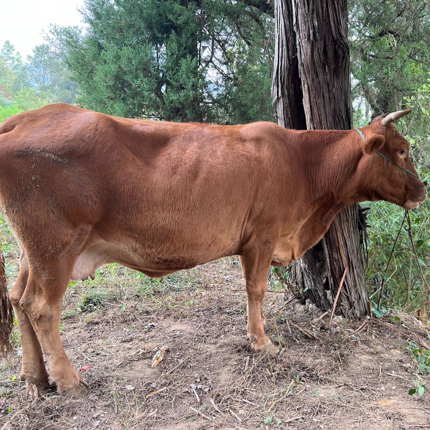 【现称】金寨高山散养土黄牛肉新鲜腿肉顺丰包邮高品质牛肉